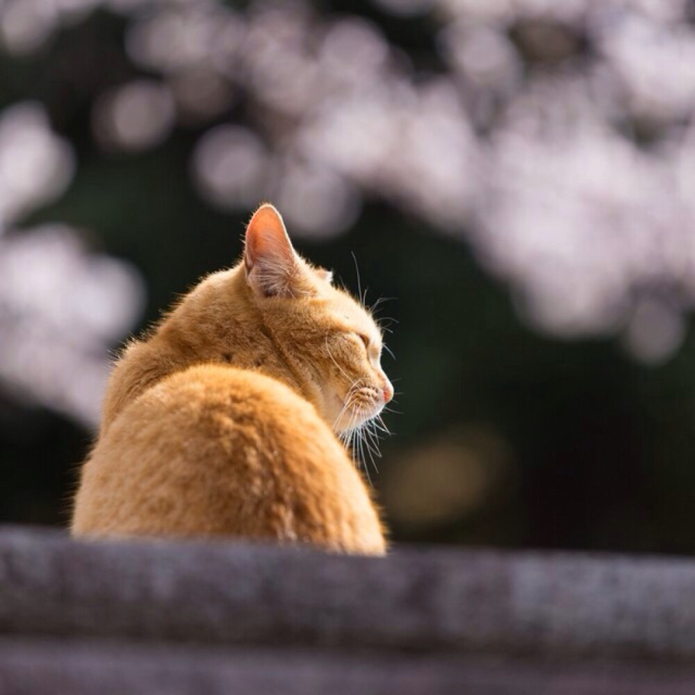 流浪猫也是神的孩子。日本是一个爱猫的国度。 处处可见流浪猫，不但人们不会将它们视作滋扰，还有很多人喂养这些流浪猫， 作者：Yokohama