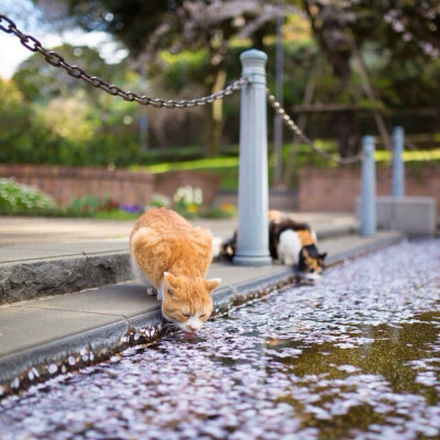 流浪猫也是神的孩子。日本是一个爱猫的国度。 处处可见流浪猫，不但人们不会将它们视作滋扰，还有很多人喂养这些流浪猫， 作者：Yokohama