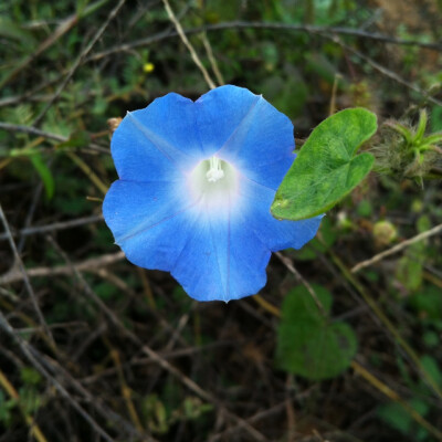 裂叶牵牛花