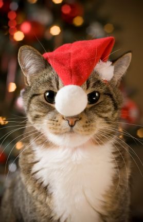 Christmas hat