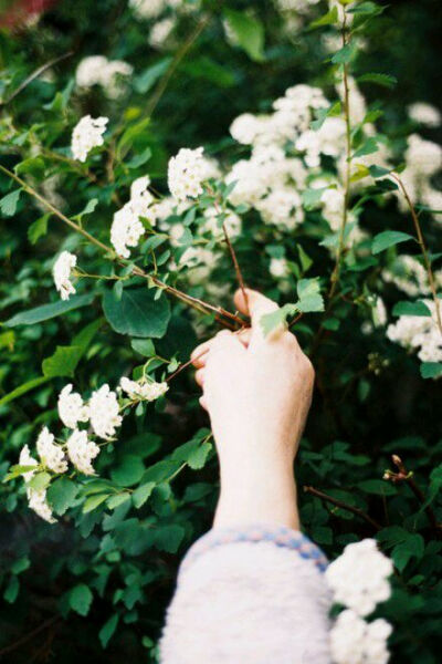 玫瑰 满天星 月季 樱花 花瓣 雏菊 薰衣草 花束图 手机壁纸 小清新