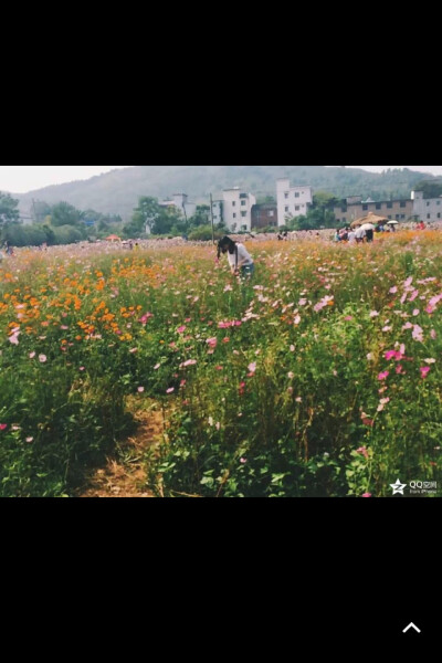 我在桂林看格桑花