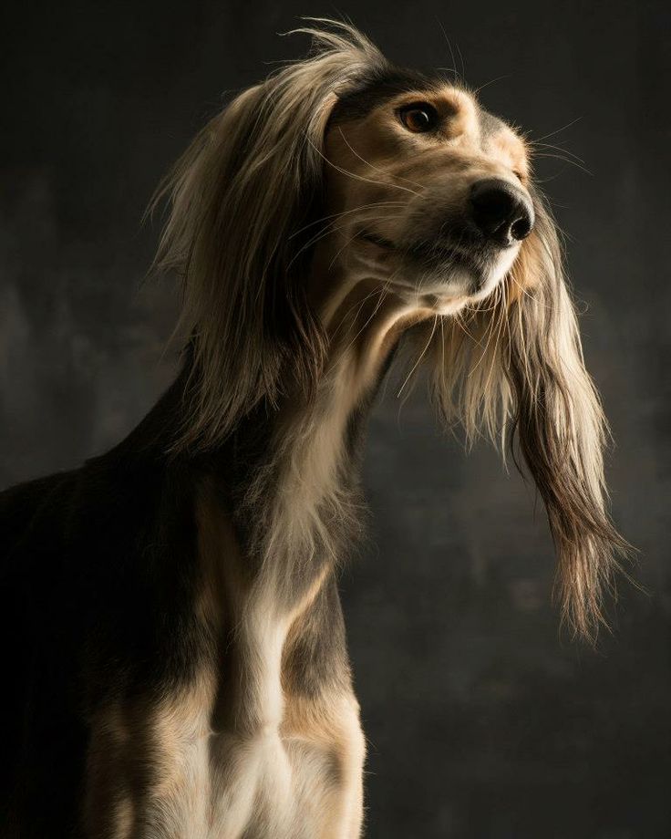 The Saluki. Also known as the Persian Greyhound &amp;amp; Royal Dog of Egypt.