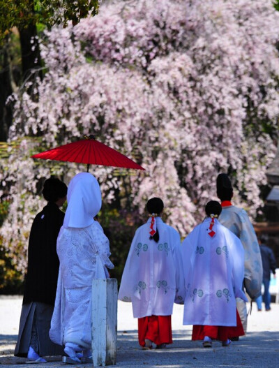 樱花下的婚礼---他们正走向神社参加神前式。