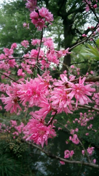 杭州.西湖 开到荼靡花事了