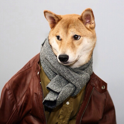 宠物界最有型的柴犬Menswear Dog最新一季穿搭大片。纽约的平面设计师David Fung和时装设计师Yena Kim在一个慵懒的周六下午给他们可爱的狗狗穿上了经典男装，然后将照片放在FACEBOOK上。这本来是一个玩笑，但是意外的…