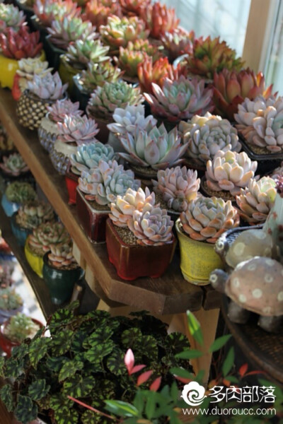 爱多肉，爱生活！