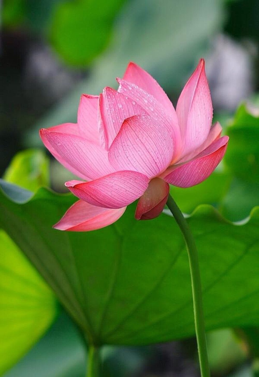 鲜花装饰我的梦！