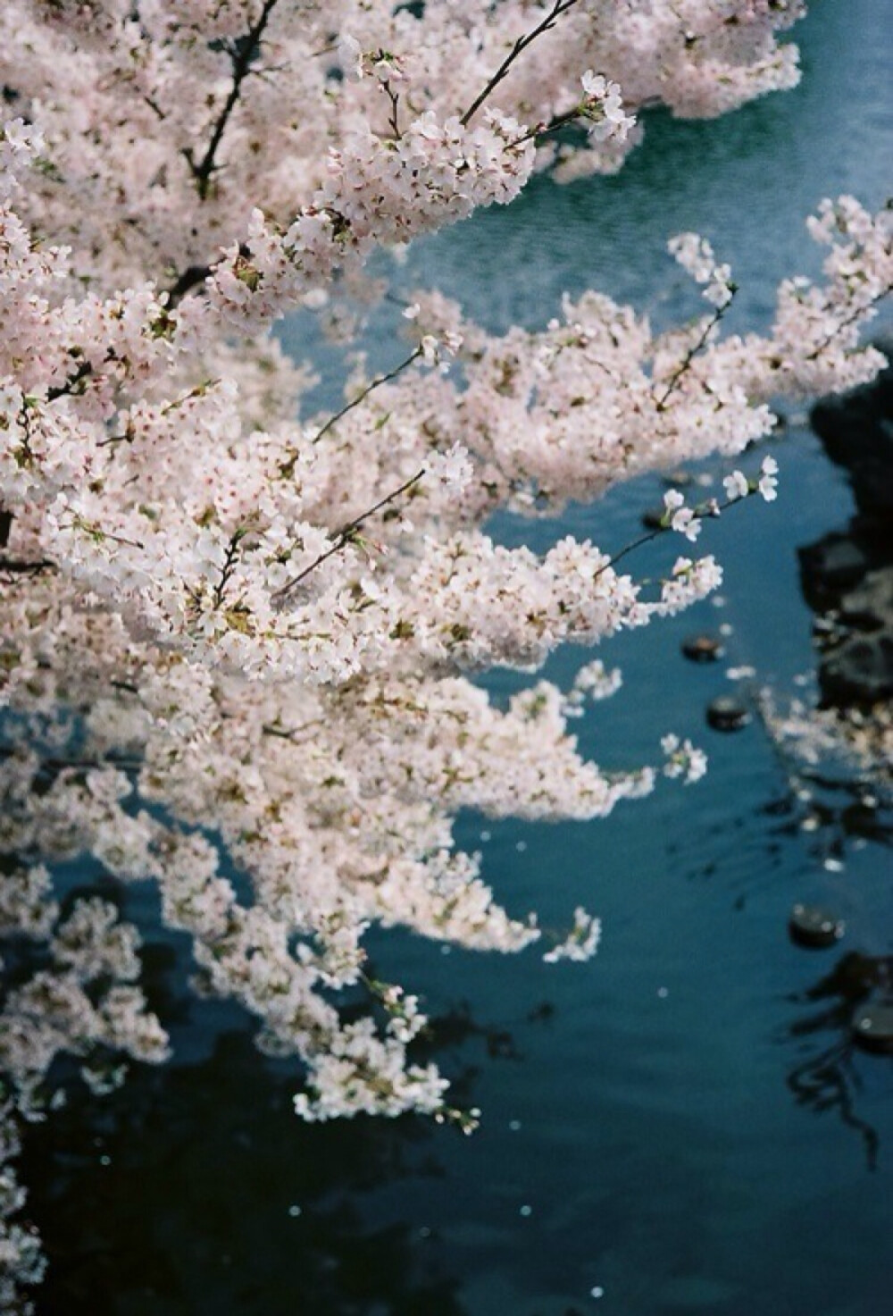 日本「目黒川」的樱花