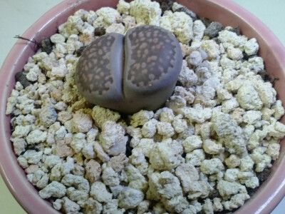 生石花