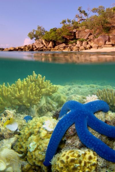 澳洲，昆士兰 某个角落的某某岛的慵懒海星Lizard Island, Great Barrier Reef, Queensland, Australia