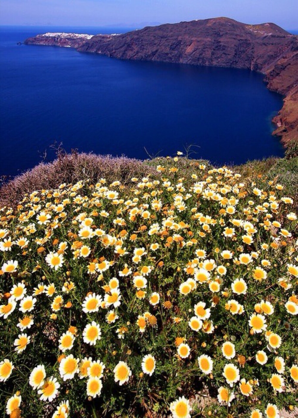 希腊 圣托里尼岛的雏菊悬崖Seascape with daisies, Santorini, Greece