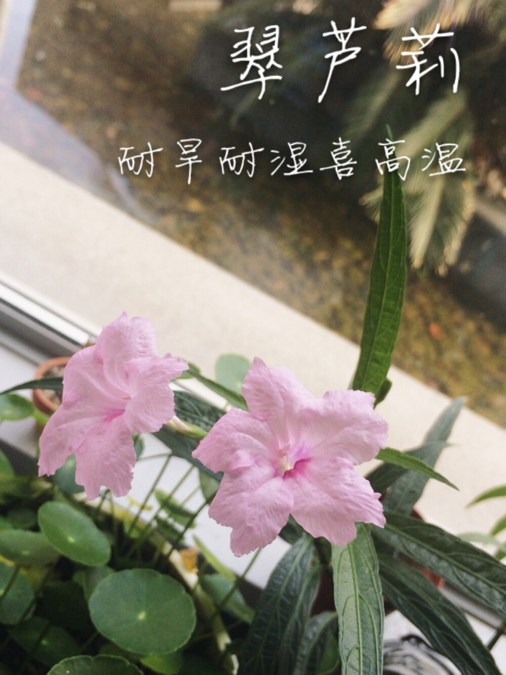 2014年10月14日，粉色翠芦莉开花～