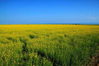 青海湖边油菜花