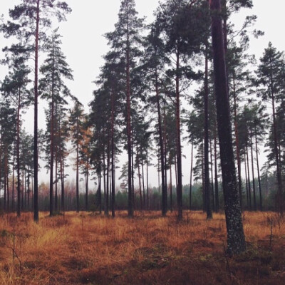 寂静森林。