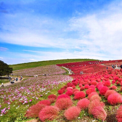 日本茨城县，时区[GMT +9小时] 台风过后怒放的山花。摄影师：Capkaieda