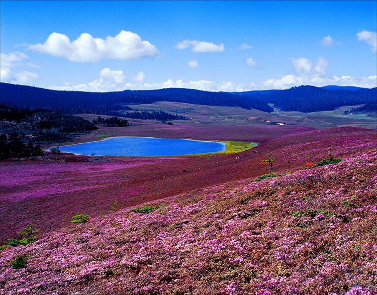 【云南--香格里拉】香格里拉有高山湖泊（含冰碛湖）298个，分布蛘海拔3000~4500米地带10亩以上的有东旺乡的错纳，格咱乡的跟尼错、约子错、阿旺才错、当错、达莫错、错纳、错漫、活迪错、盖公错纳、盖公错色、错乌，洛吉乡的色列、丁郎错，建塘镇的吉迪错波、吉测错、纳帕海、属都湖、错洼拉、错九、碧塔海、尼史错纳，小中甸乡的阿布吉错、勺错、三碧海，小中甸乡与金江乡之间的白海、双海、黑海、青海、三坝乡安南错格达、九子海、哈巴黑海、湾海。