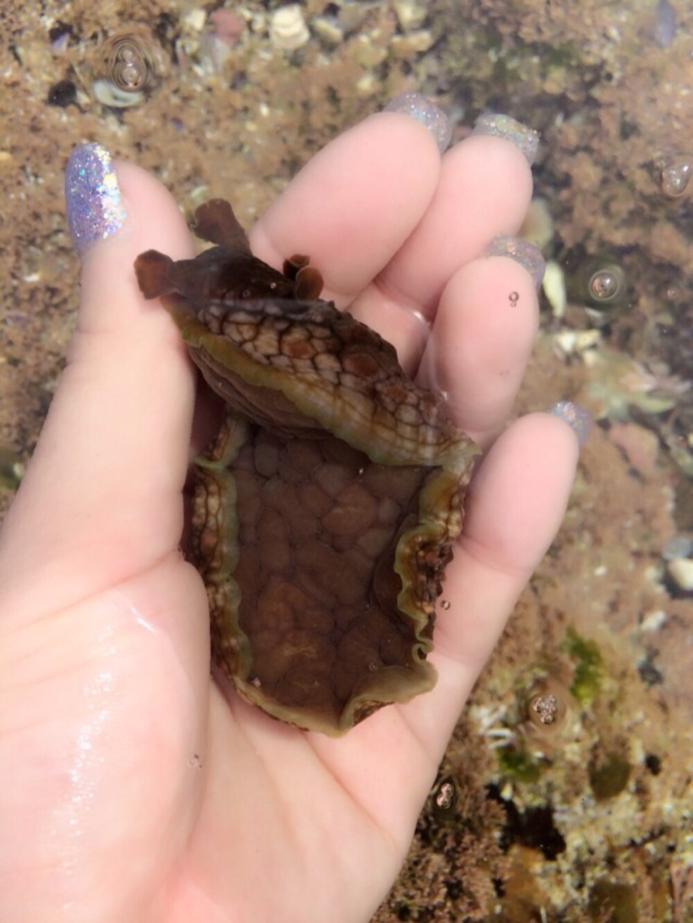 悉尼我最爱海滩的小生物