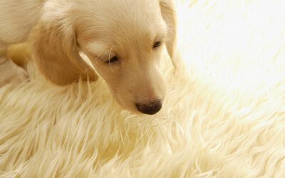 我的金毛，是用牛皮做的