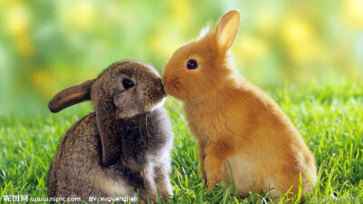 兔子之间的亲密接触，好感人