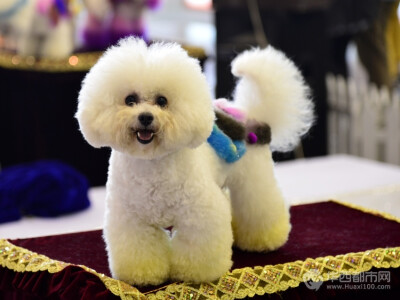 瞧瞧，我的新衣服，好友爱哟！谢谢主人