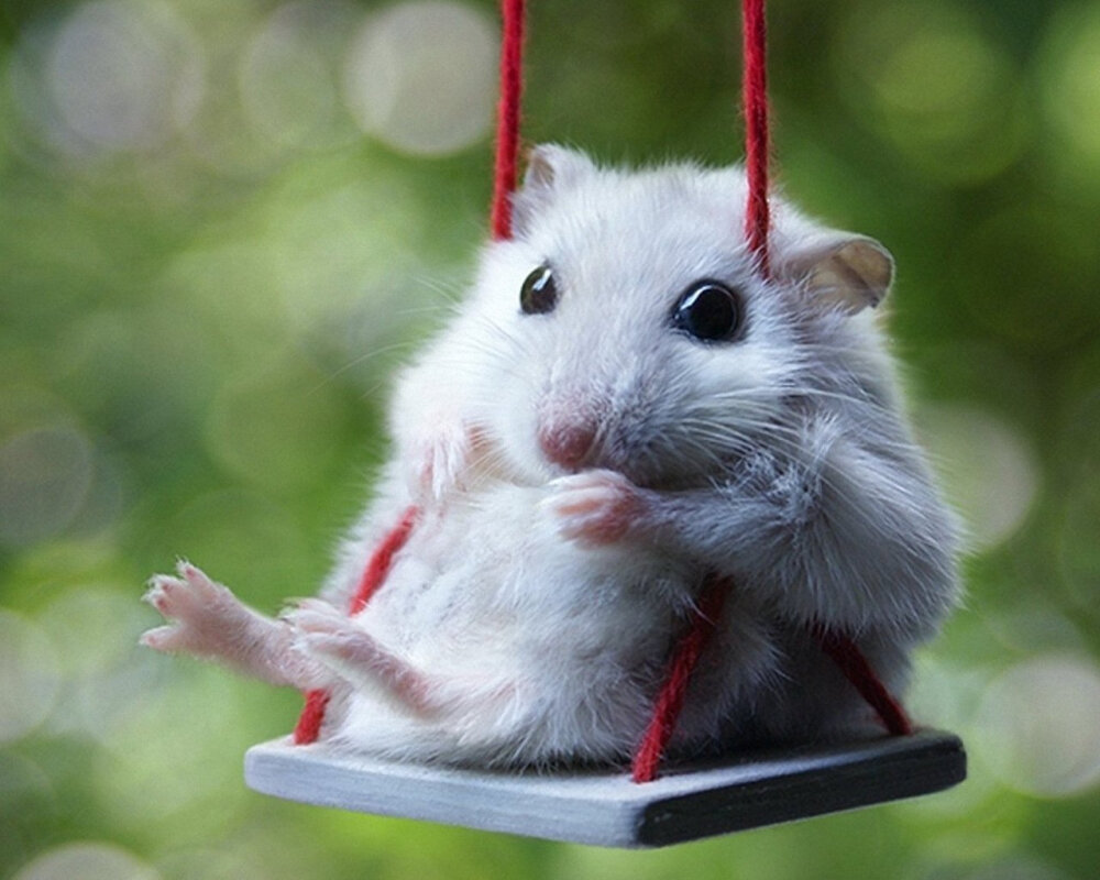 每当坐秋千时，我们都会吟唱：“摇呀摇 要到外婆船，外婆不在家 滚回外婆船”