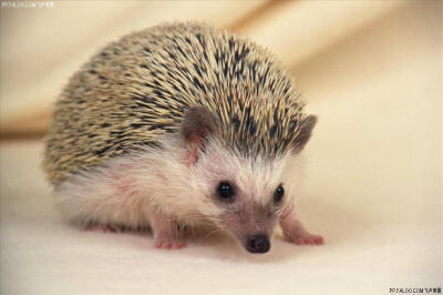 呜呜，今天松松犯了错，不得吃东西了，因为他把主人的沙发吃光了