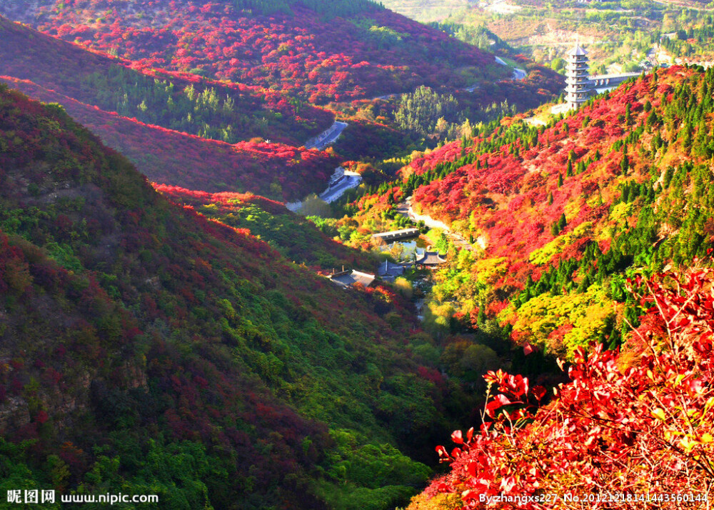 【山东--红叶谷】位于济南市锦绣川乡南部山区，是济南泉水的主要涵养补给地，平均气温比市区低5摄氏度左右，景区植被覆盖率较高，红叶谷是一处“天然氧吧”。红叶谷的秋天登高送目看万山红遍红，叶层林尽染。红叶谷不仅有秋天的红叶，其它季节也很美，春天有红的碧桃，白的梨花，夏日谷中一片郁郁葱葱，山风送爽；冬日，白雪皑皑，玉树琼花。