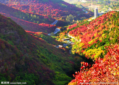 【山东--红叶谷】位于济南市锦绣川乡南部山区，是济南泉水的主要涵养补给地，平均气温比市区低5摄氏度左右，景区植被覆盖率较高，红叶谷是一处“天然氧吧”。红叶谷的秋天登高送目看万山红遍红，叶层林尽染。红叶谷…