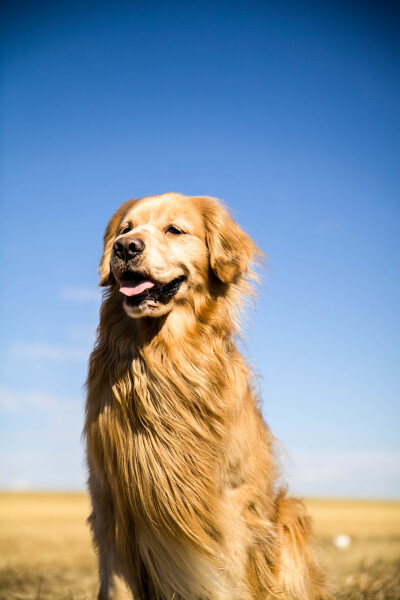 好漂亮的围脖！^O^狗狗名叫“四喜”，主人每年都带他出去旅游。图片来自网络。