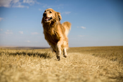 奔跑中的金毛，可动可静^O^狗狗名叫“四喜”，主人每年都带他出去旅游。图片来自网络。