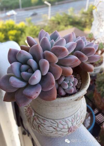 美肉之恋 | 奥普琳娜Graptoveria 'Opalina'