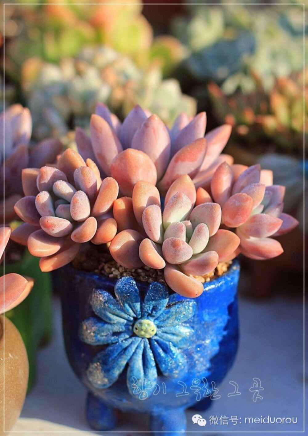 美肉之恋 | 奥普琳娜Graptoveria 'Opalina'