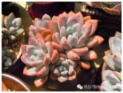 美肉之恋 | 奥普琳娜Graptoveria 'Opalina'