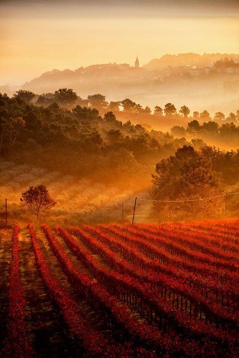 【意大利--翁布里亚】Vineyards, Umbria, Italy。翁布里亚的葡萄庄园。有着田园诗般的乡村和山野，风景如画的翁布里亚被誉为“意大利的绿色心脏”。同时这里美丽神秘的中世纪山村小镇也是令翁布里亚出名的原因之一。