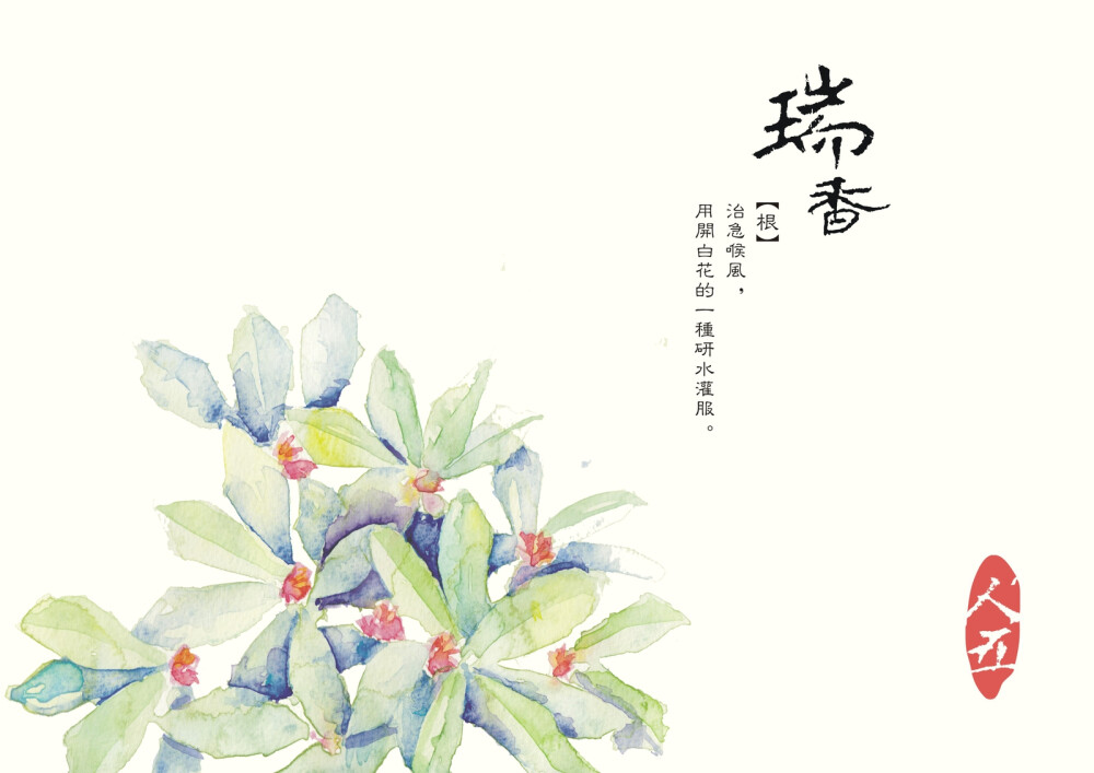 瑞香 实用部分-根 效用：治急喉风，用开白花的一种研水灌服。