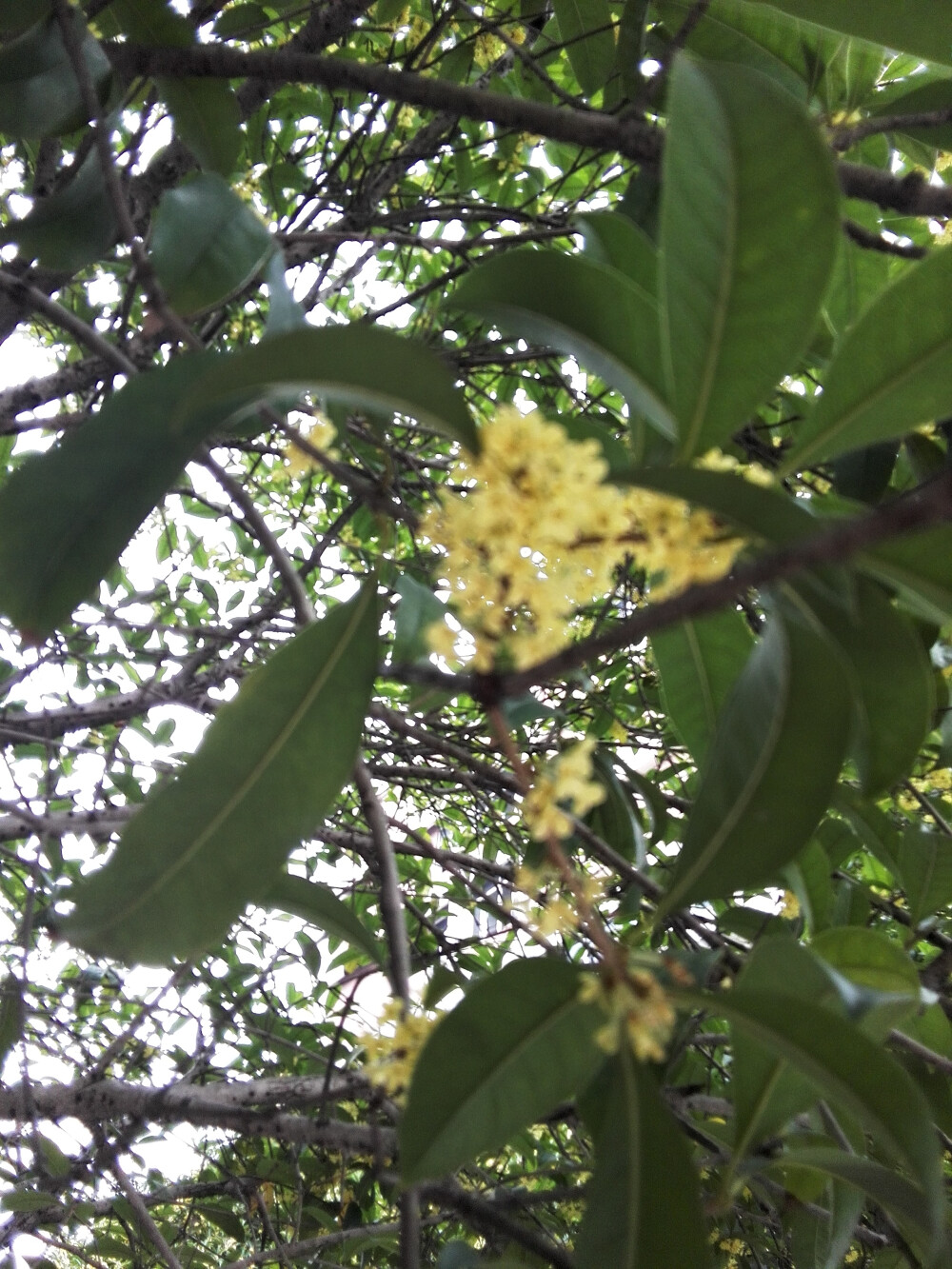 丹桂飘香的季节