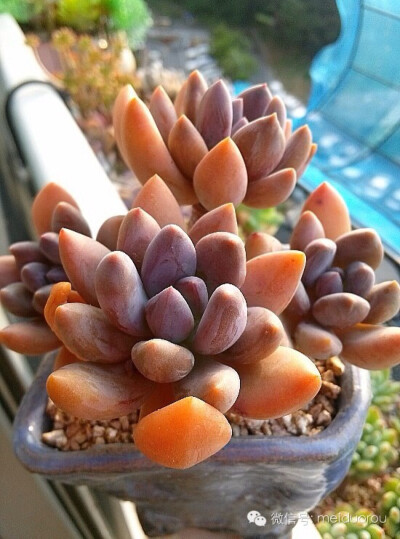 爱多肉，爱生活