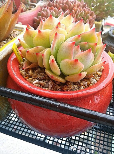 爱多肉，爱生活