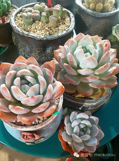 爱多肉，爱生活