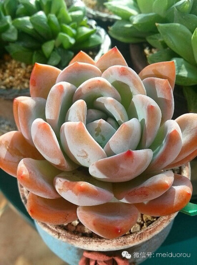 爱多肉，爱生活