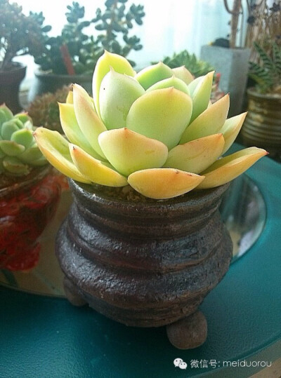 爱多肉，爱生活