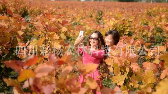 金红杨，红霞杨，红叶杨，彩色植物，彩叶植物