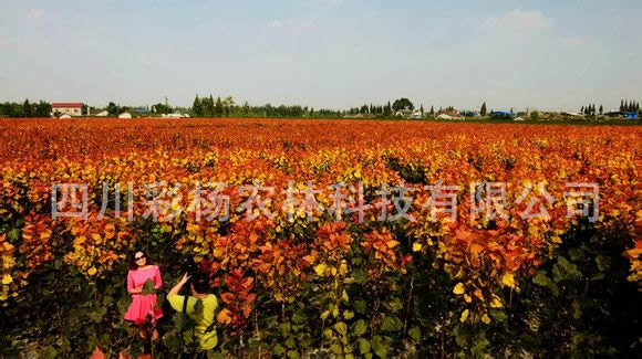 金红杨，红霞杨，红叶杨，彩色植物，彩叶植物