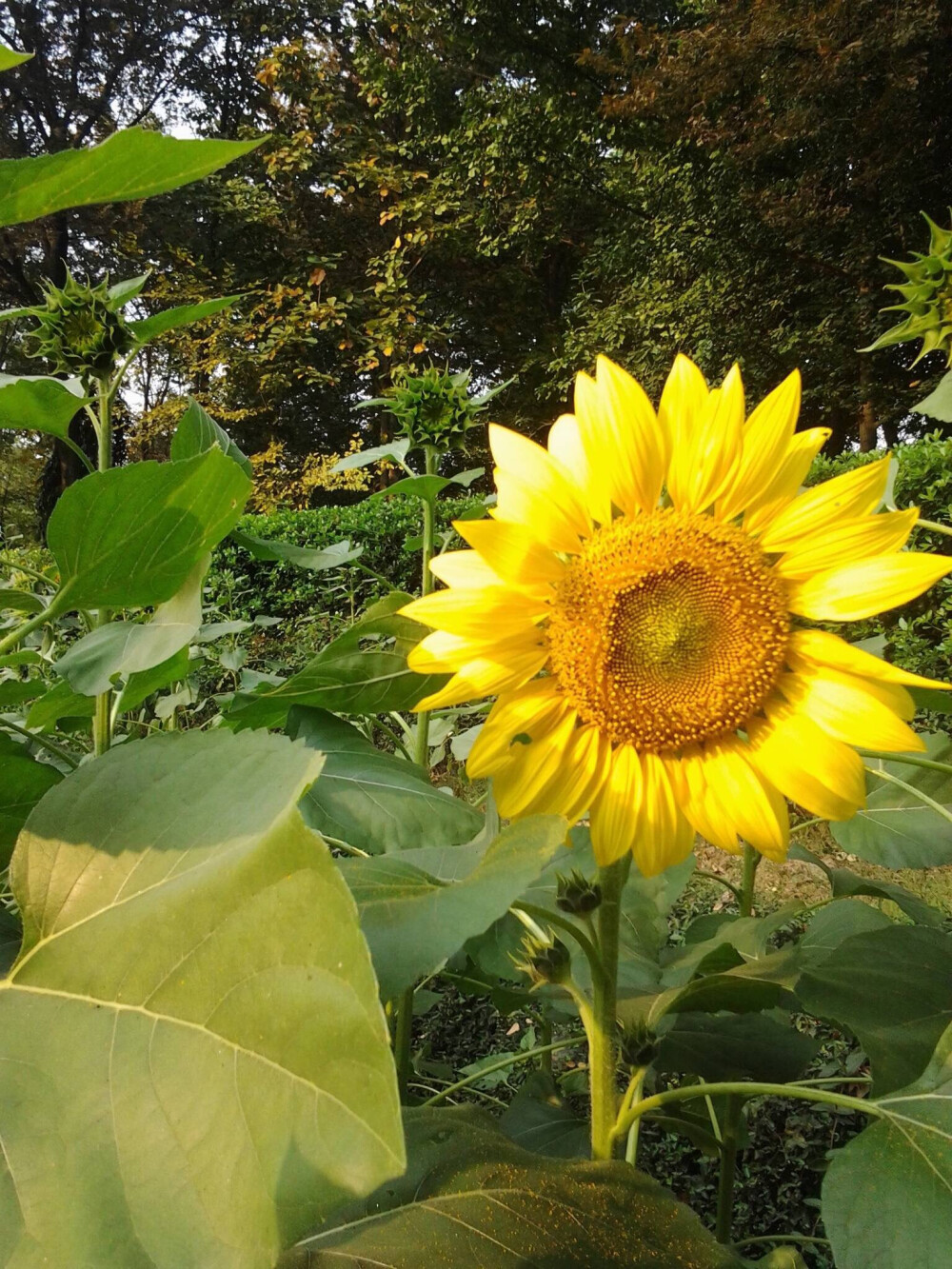 向日葵 太阳 旅行 摄影