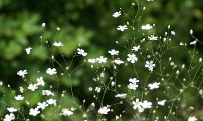 满天星——多年生宿根草本、矮小灌木 别名：丝石竹、霞草 原产地：地中海地区 特点：满天星叶色粉绿，在初夏盛开白色小花花球不断，花朵繁盛细致、分布匀称，犹如繁星漫天，朦胧迷人，清丽可爱，彷佛清晨云雾，傍晚…