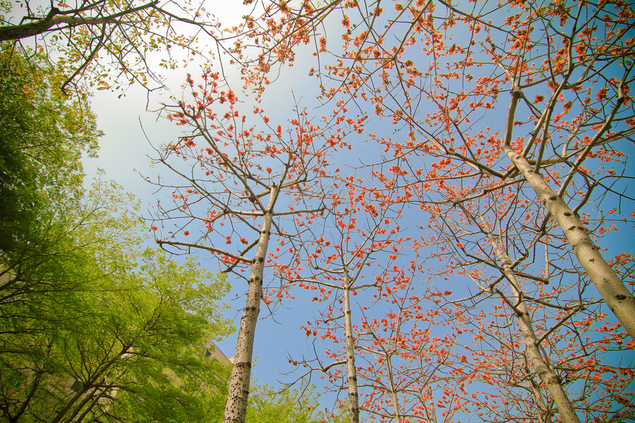 木棉——落叶大乔木 别名：红棉树、英雄树 原产地：亚热带植物，阿根廷国花 特点：树形高大，雄壮魁梧，枝干舒展，花红如血，硕大如杯，盛开时叶片几乎落尽，远观好似一团团在枝头尽情燃烧、欢快跳跃的火苗，极有气势。因此，历来被人们视为英雄的象征。 花语：珍惜身边的人,珍惜身边的幸福。