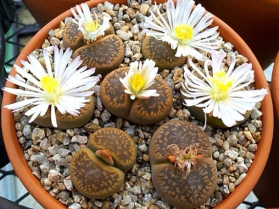 生石花