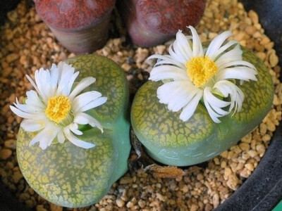 生石花