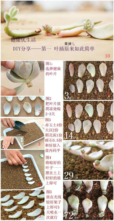 叶插其实很简单